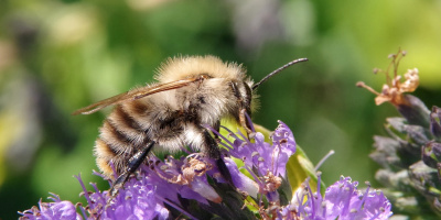 Čmelák lesní (Bombus sylvarum)