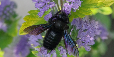 Drvodělka fialová (Xylocopa violacea)