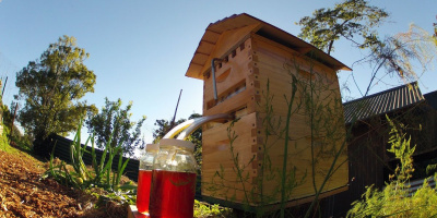 Flow Hive - med vyteče otočením kliky