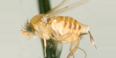 Hrbilka Apocephalus borealis a mýtus o zombie včelách