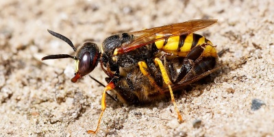 Květolib včelí (Philanthus triangulum)