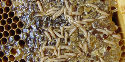 Lesknáček úlový (Aethina tumida)