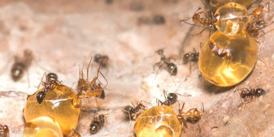 Mravenec Medonoš (Myrmecocystus mimicus)