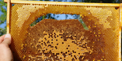 Podpořte celonárodní otestování včelstev na virové infekce