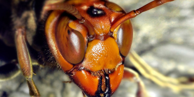 Sršeň mandarínská (Vespa mandarinia)