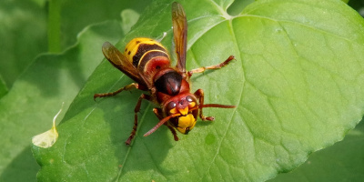 Sršeň obecná (Vespa crabro)