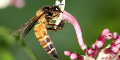 Včela obrovská (Apis dorsata)