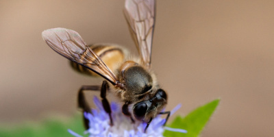 Včela východní (Apis cerana)