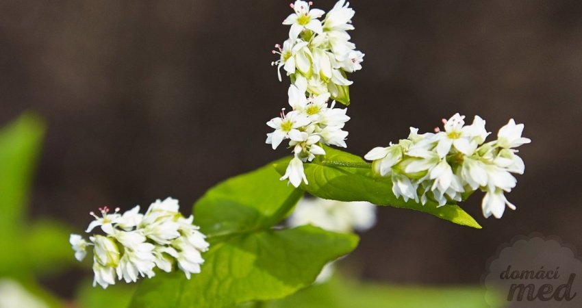 Pohanka (Fagopyrum)