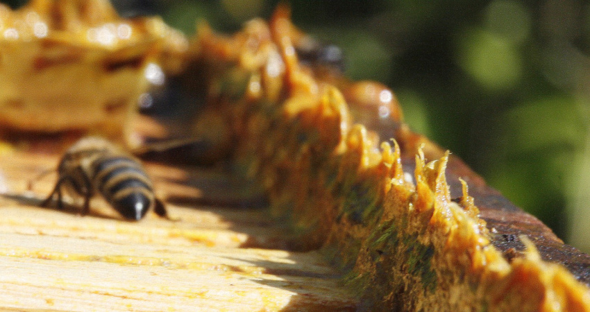 Propolis v úlu na horní loučce rámku