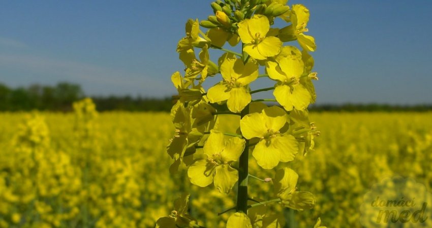 Brukev řepka olejka (Brassica napus)