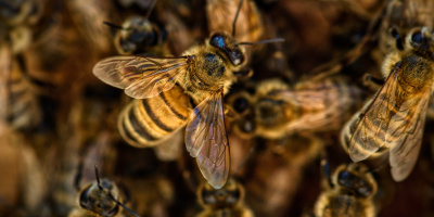 Schmidtova stupnice bolestivosti žihadel