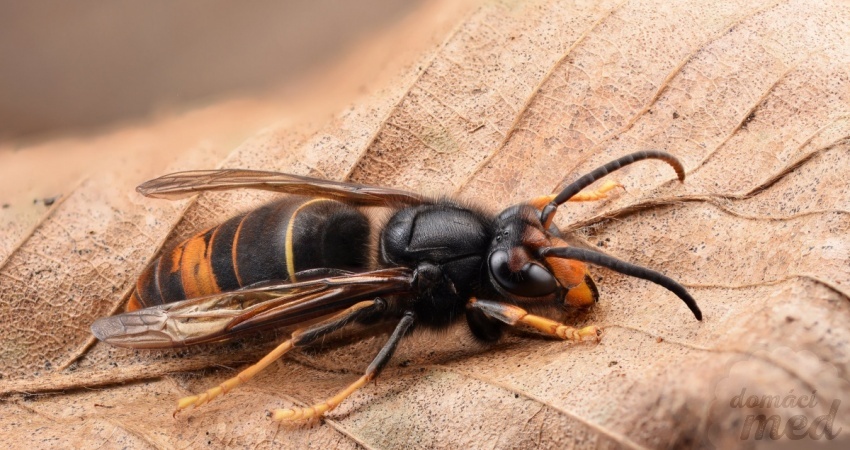 Sršeň asijská (Vespa velutina)