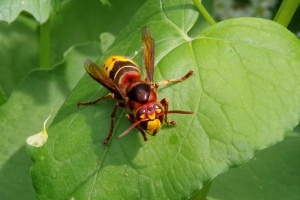 Sršeň obecná (Vespa crabro)