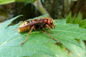 Sršeň obecná (Vespa crabro)