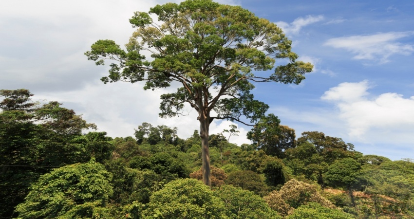 Tualang honey tree (Koompassia excelsa)