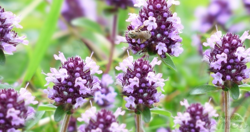 Tymián (Thymus)