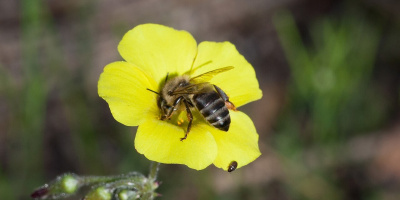 Včela kapská (Apis mellifera capensis): thelytokie a kapský problém