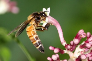 Včela obrovská (Apis dorsata)