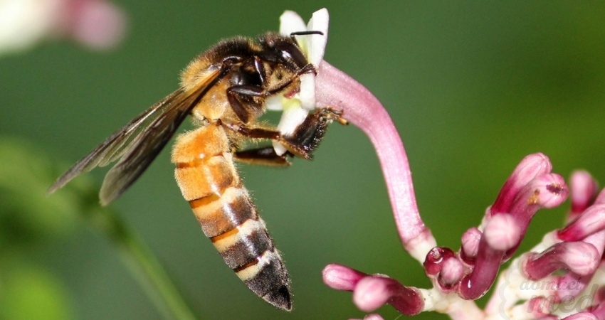 Včela obrovská (Apis dorsata)