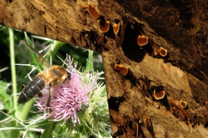 Včela skalní (Apis laboriosa)
