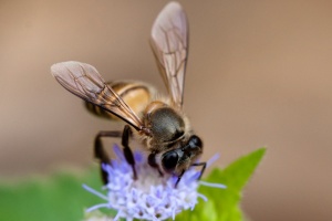 Včela východní (Apis cerana)