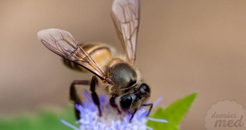 Včela východní (Apis cerana)