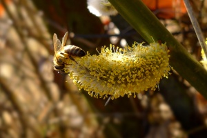 včela rouskuje pyl na květu vrby jívy