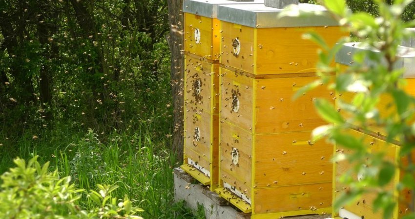 včelí úly v červnu