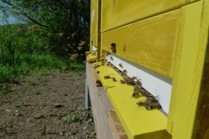 včelí úly koncem dubna
