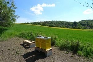 včelí úly v květnu