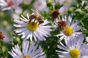 Hvězdnice vřesovcová (Aster ericoides)