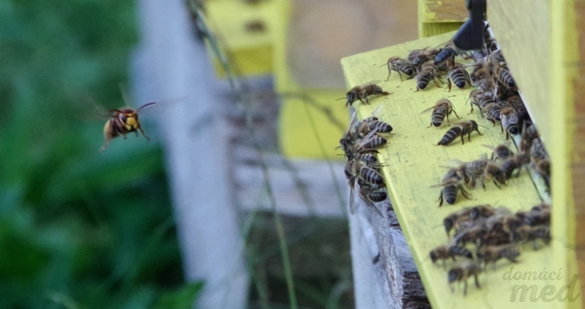 Sršeň obecná (Vespa crabro) loví včely