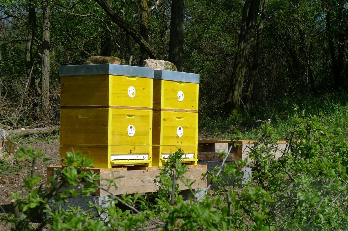 Včelí úl | Domácí med