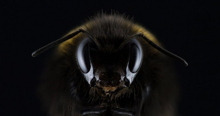 Včela - detail
